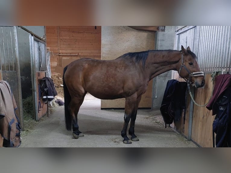 Oldenburg Mare 13 years 15,2 hh Brown in Axams (Omes)