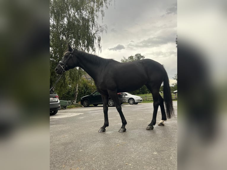 Oldenburg Mare 13 years 15,2 hh Black in Susten
