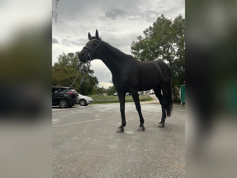 Oldenburg Mare 13 years 15,2 hh Black in Susten