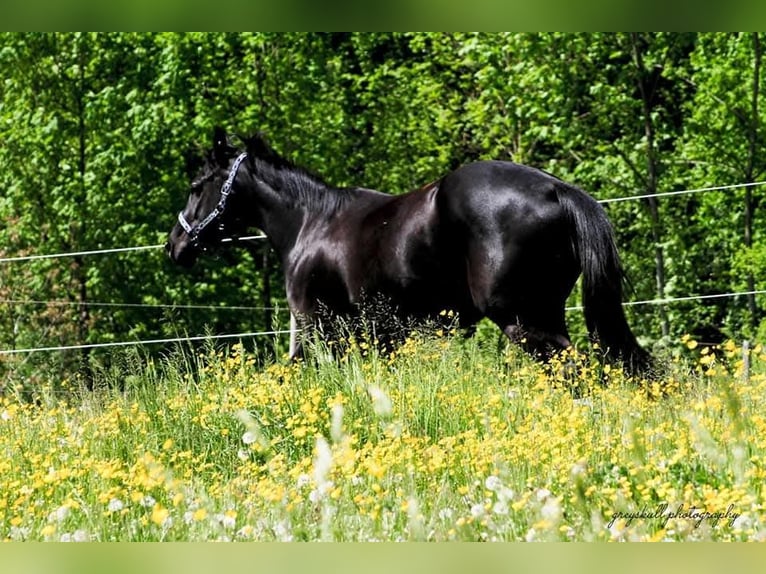 Oldenburg Mare 13 years 15,2 hh Black in Susten