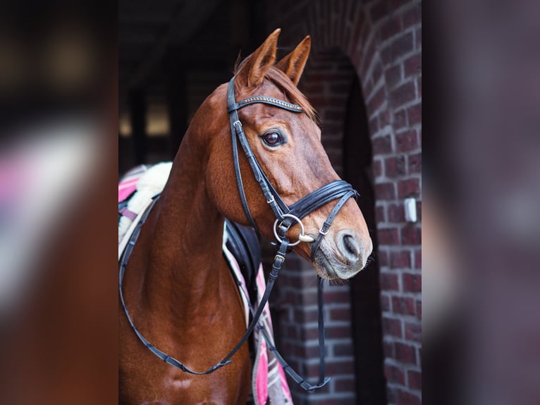 Oldenburg Mare 13 years 15,3 hh Chestnut-Red in WerneWerne