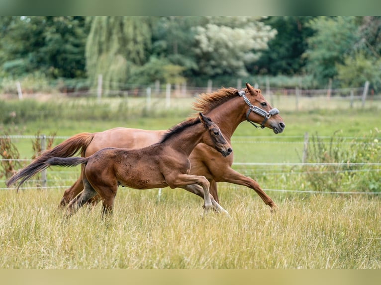 Oldenburg Mare 13 years 15,3 hh Chestnut-Red in WerneWerne