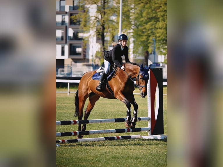 Oldenburg Mare 13 years 16,1 hh Bay in KRIZEVCI