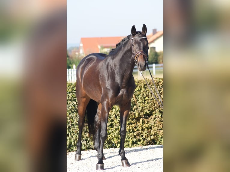 Oldenburg Mare 13 years 16,1 hh Bay-Dark in Neuhausen