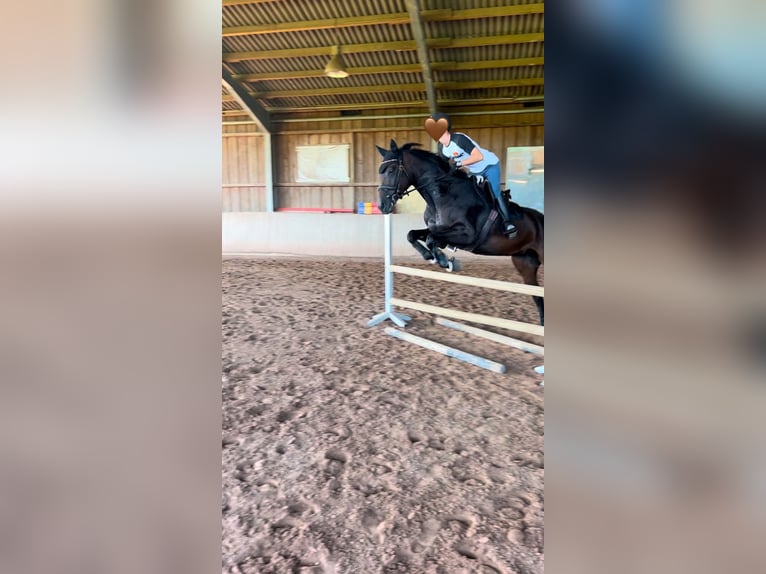 Oldenburg Mare 13 years 16,1 hh Bay-Dark in Schwaigern