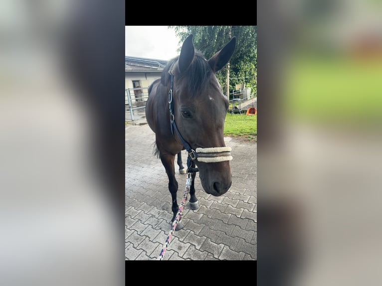 Oldenburg Mare 13 years 16,1 hh Bay-Dark in Schwaigern