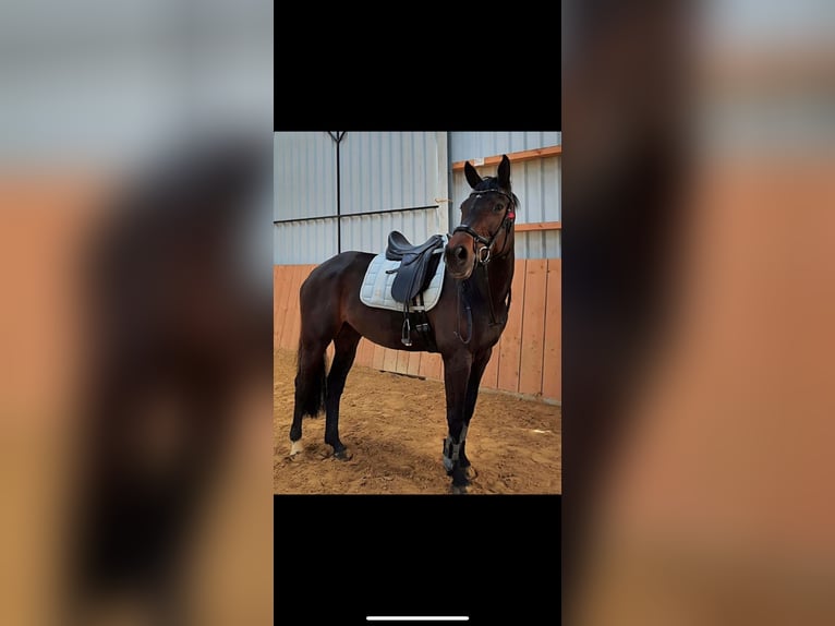 Oldenburg Mare 13 years 16,1 hh Bay-Dark in Schwaigern