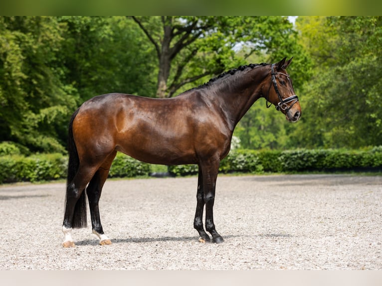 Oldenburg Mare 13 years 16.1 hh Bay-Dark in Vlaardingen