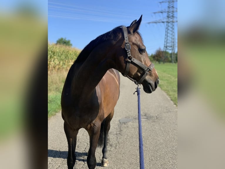 Oldenburg Mare 13 years 16.1 hh Bay-Dark in Ulm