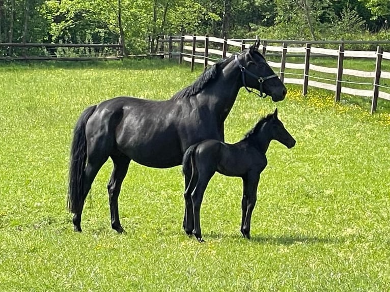 Oldenburg Mare 13 years 16,1 hh Black in Cuxhaven