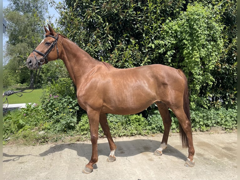 Oldenburg Mare 13 years 16,1 hh Chestnut in Roetgen