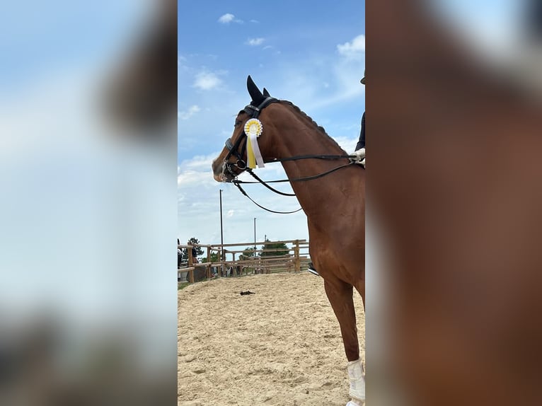 Oldenburg Mare 13 years 16.1 hh Chestnut-Red in Fuldabrück