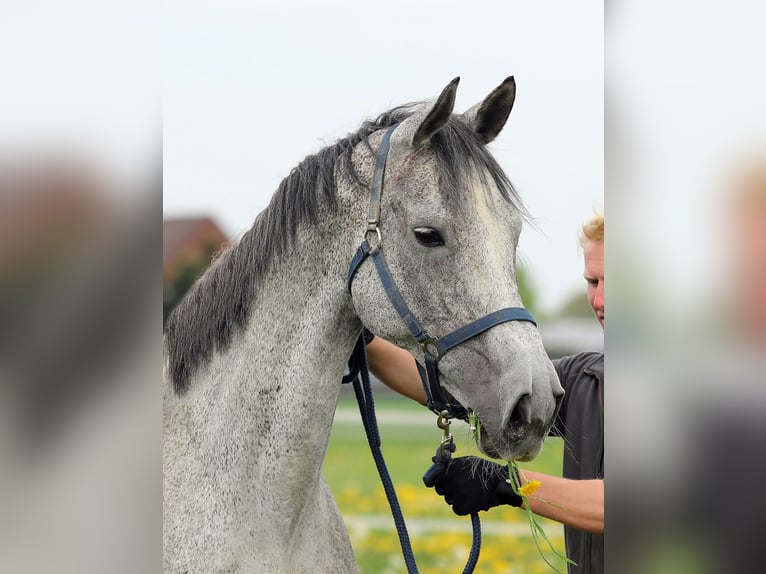 Oldenburg Mare 13 years 16,1 hh Gray in Esterwegen