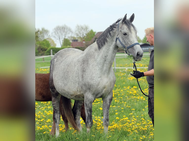 Oldenburg Mare 13 years 16,1 hh Gray in Esterwegen