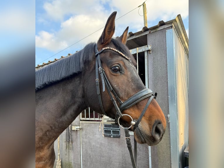 Oldenburg Mare 13 years 16.2 hh Bay-Dark in Loxstedt
