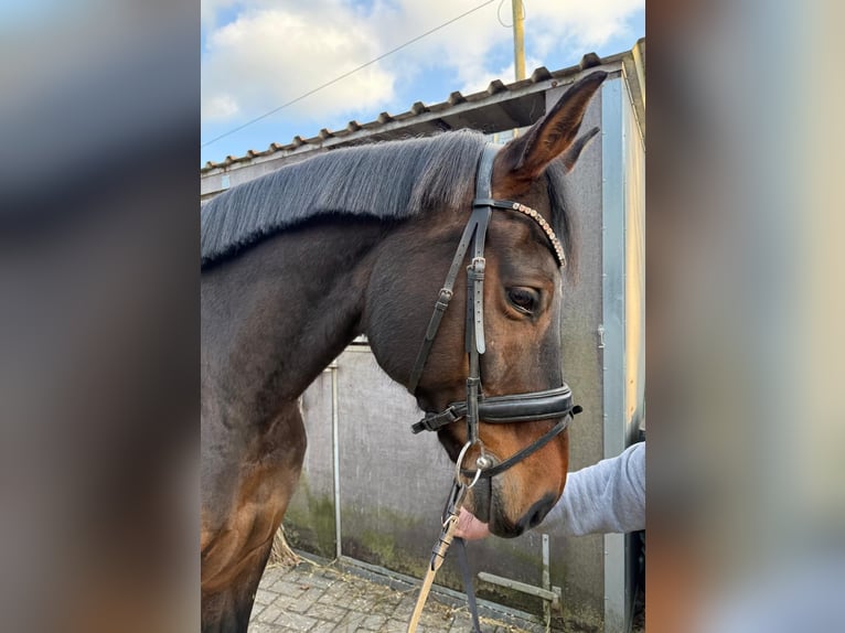 Oldenburg Mare 13 years 16.2 hh Bay-Dark in Loxstedt