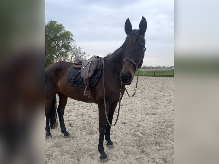 Oldenburg Mare 13 years 16.2 hh Bay-Dark in Vlamertinge