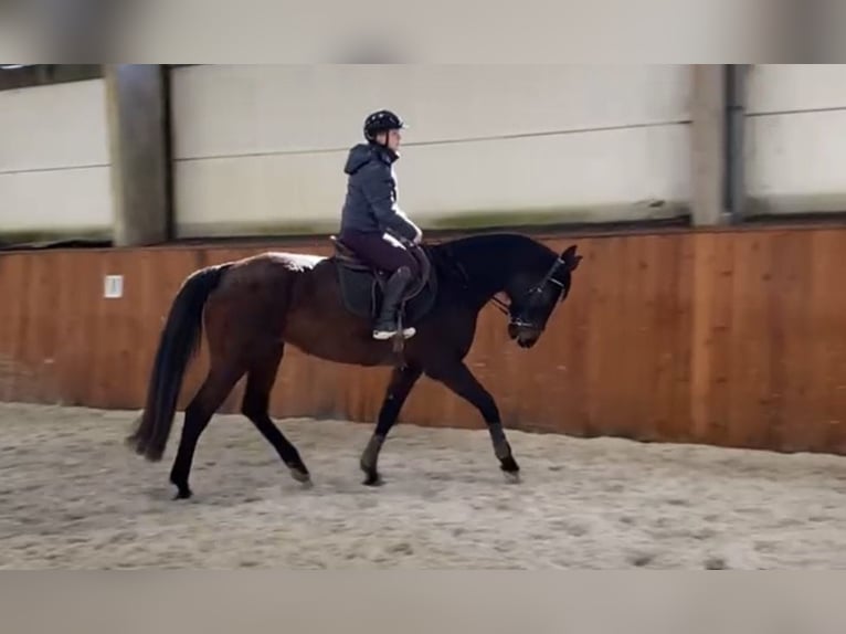 Oldenburg Mare 13 years 16.2 hh Bay-Dark in Vlamertinge