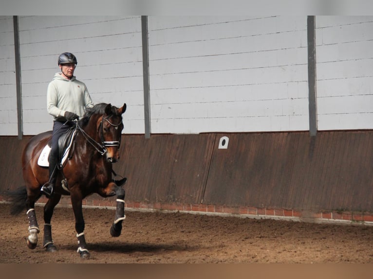 Oldenburg Mare 13 years 16,2 hh Brown in Handorf