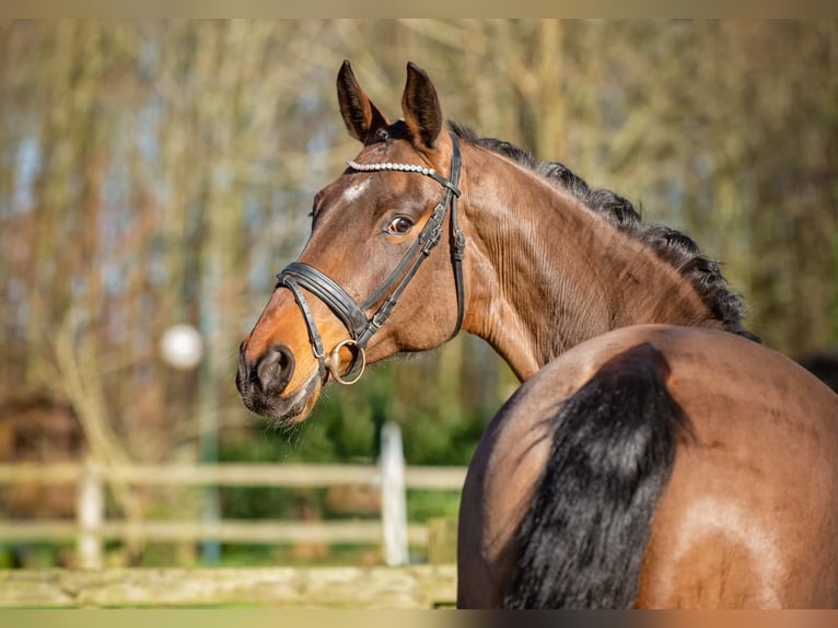 Oldenburg Mare 13 years 16,2 hh Brown in Handorf