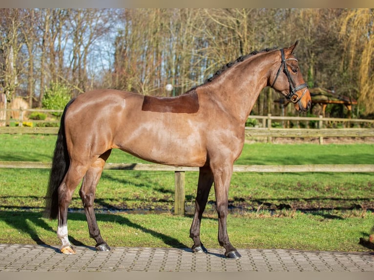 Oldenburg Mare 13 years 16,2 hh Brown in Handorf