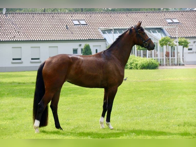 Oldenburg Mare 13 years 16.2 hh Brown in Vechta