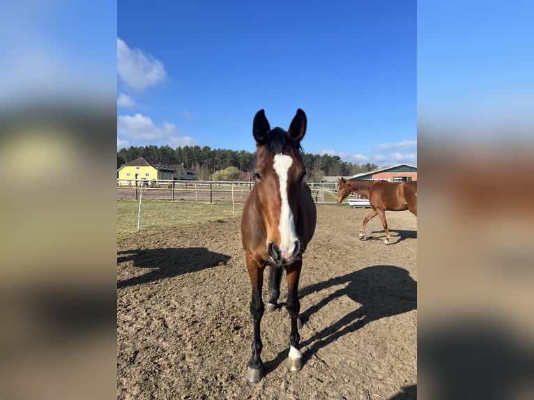Oldenburg Mare 13 years 16.2 hh Brown in Coesfeld