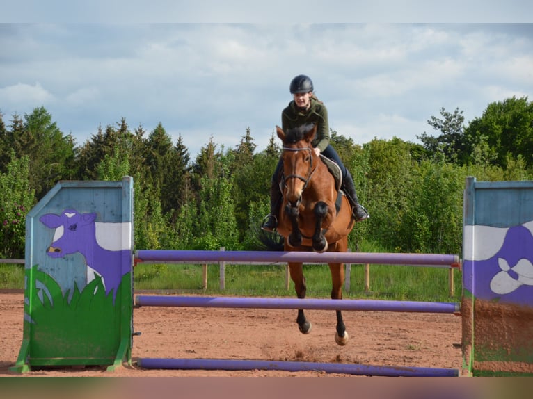Oldenburg Mix Mare 13 years 16,2 hh Brown in Mosbach