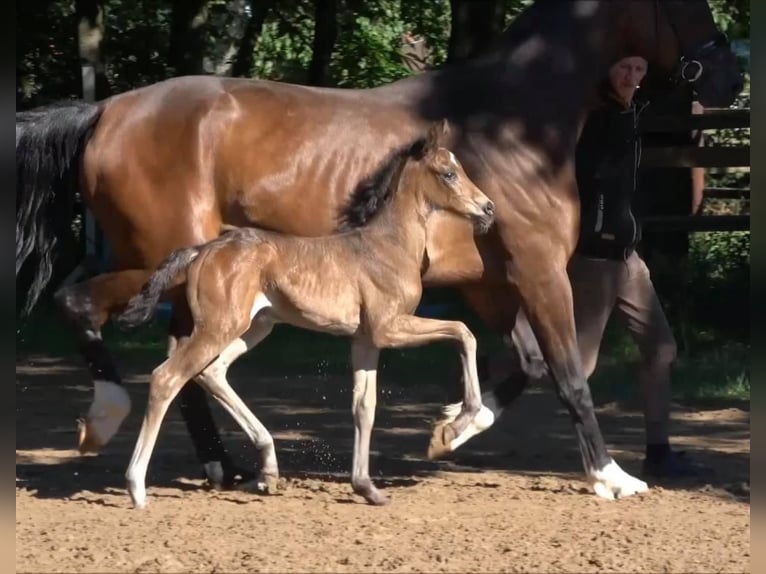 Oldenburg Mare 13 years 16.2 hh  in Vechta