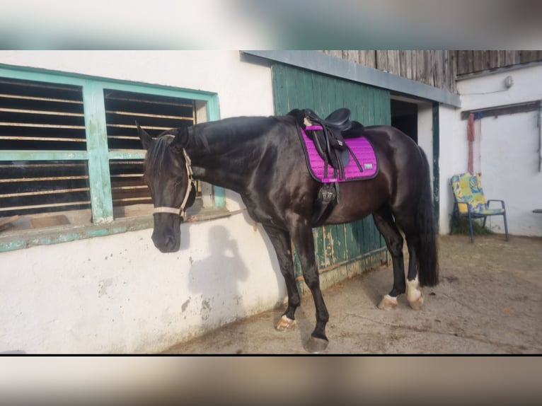 Oldenburg Mare 13 years 16,3 hh Black in Waldkirchen