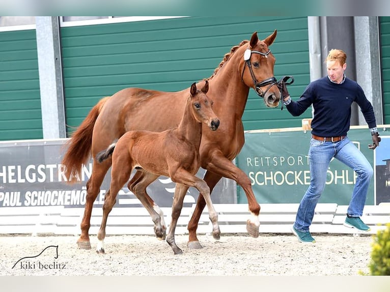 Oldenburg Mare 13 years 16,3 hh Chestnut-Red in Hatzfeld (Eder)