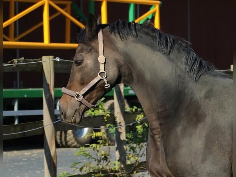 Oldenburg Mare 13 years 16 hh Bay-Dark in Radeburg