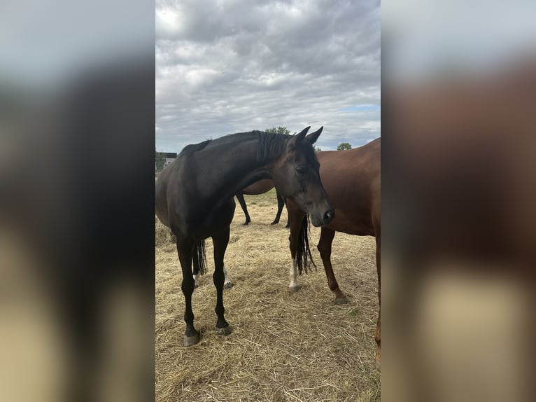 Oldenburg Mare 13 years 16 hh Bay-Dark in Nordhausen