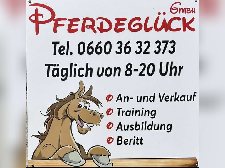 Oldenburg Mare 13 years 16 hh Bay-Dark in Pelmberg