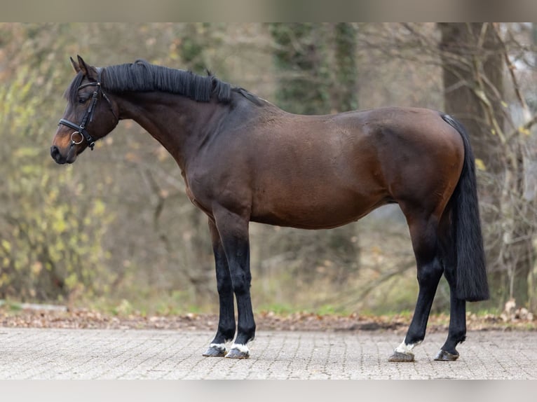Oldenburg Mare 13 years 16 hh Bay-Dark in Wijchmaal