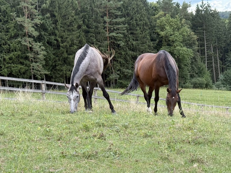 Oldenburg Mare 13 years 16 hh Brown in Gschwendt