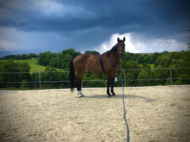 Oldenburg Mare 13 years 16 hh Brown in Gschwendt