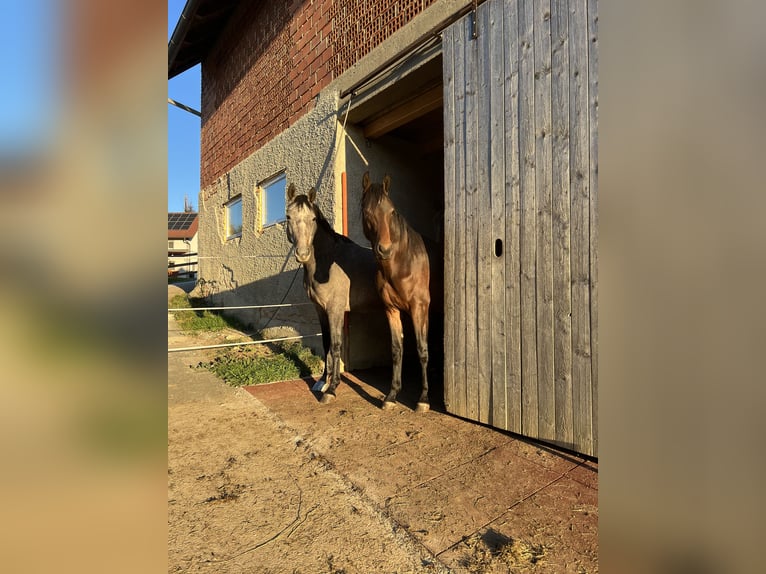 Oldenburg Mare 13 years 16 hh Brown in Gschwendt
