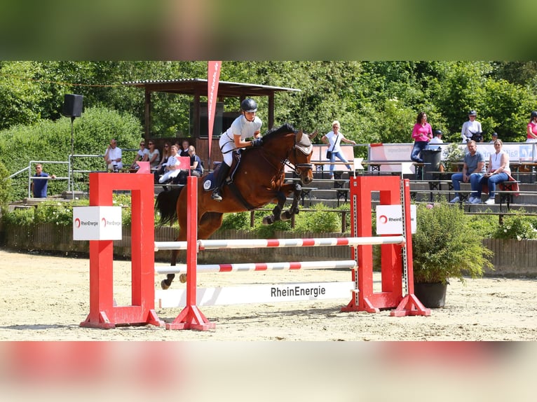 Oldenburg Mare 13 years 16 hh Brown in Wachtberg