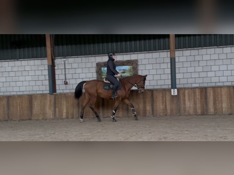 Oldenburg Mare 13 years 16 hh Brown in Oud Gastel