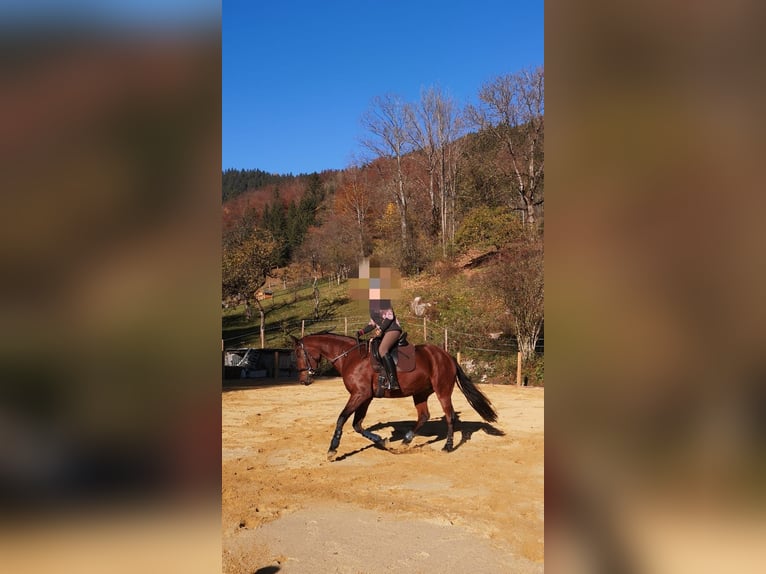 Oldenburg Mare 13 years 16 hh Brown in Reinsberg