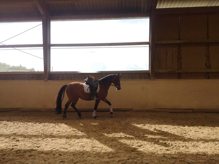 Oldenburg Mare 13 years 16 hh Brown in Reinsberg