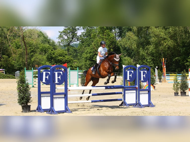 Oldenburg Mare 13 years 16 hh Brown in Wachtberg