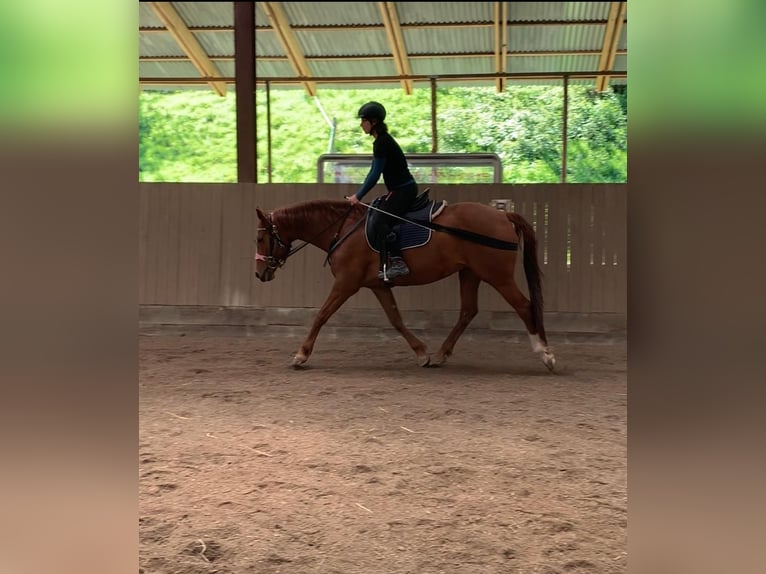 Oldenburg Mare 13 years 16 hh Chestnut-Red in Steinerkirchen