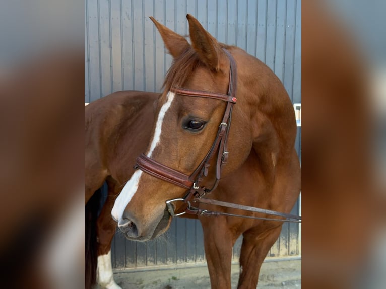 Oldenburg Mare 13 years 16 hh Chestnut-Red in Rösrath