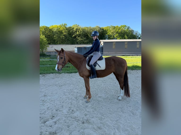 Oldenburg Mare 13 years 16 hh Chestnut-Red in Rösrath
