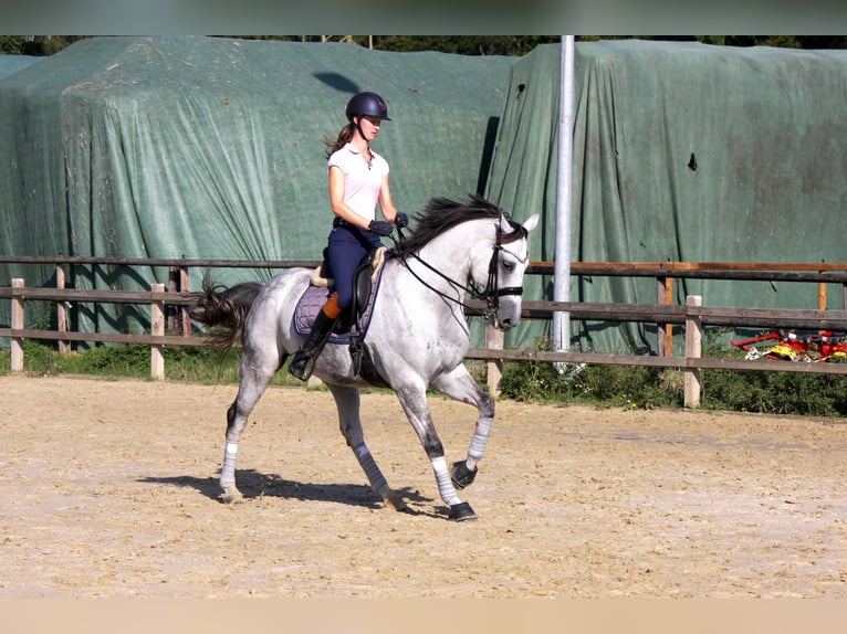 Oldenburg Mare 13 years 16 hh Grey in Vechta