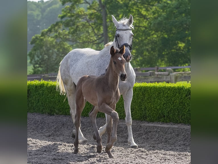 Oldenburg Mare 13 years 16 hh Grey-Fleabitten in yorkshire