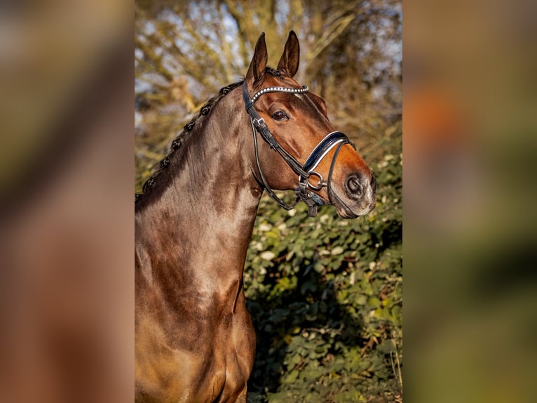 Oldenburg Mare 13 years 16,1 hh Bay-Dark in Vlaardingen