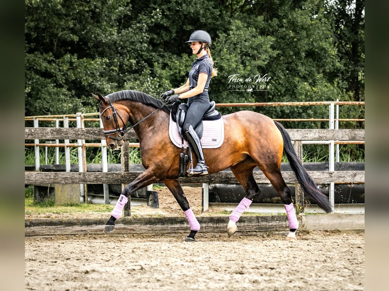 Oldenburg Mare 13 years 16,1 hh Bay-Dark in Vlaardingen